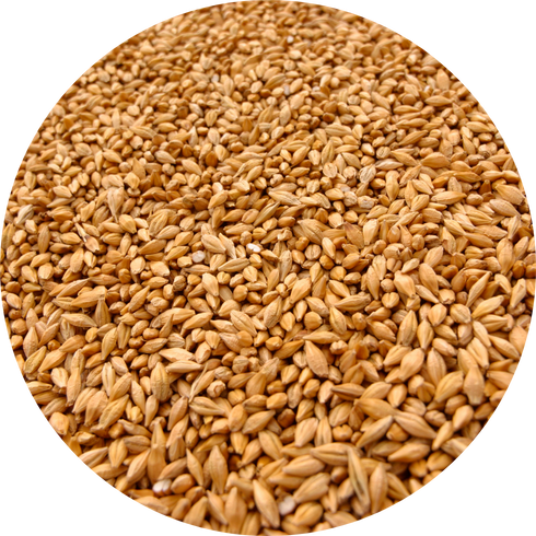 wheat