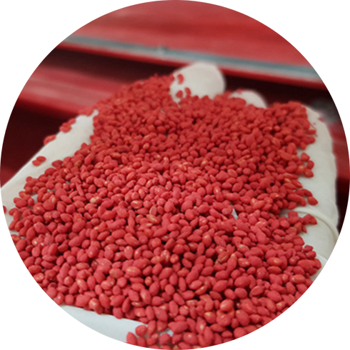 seed